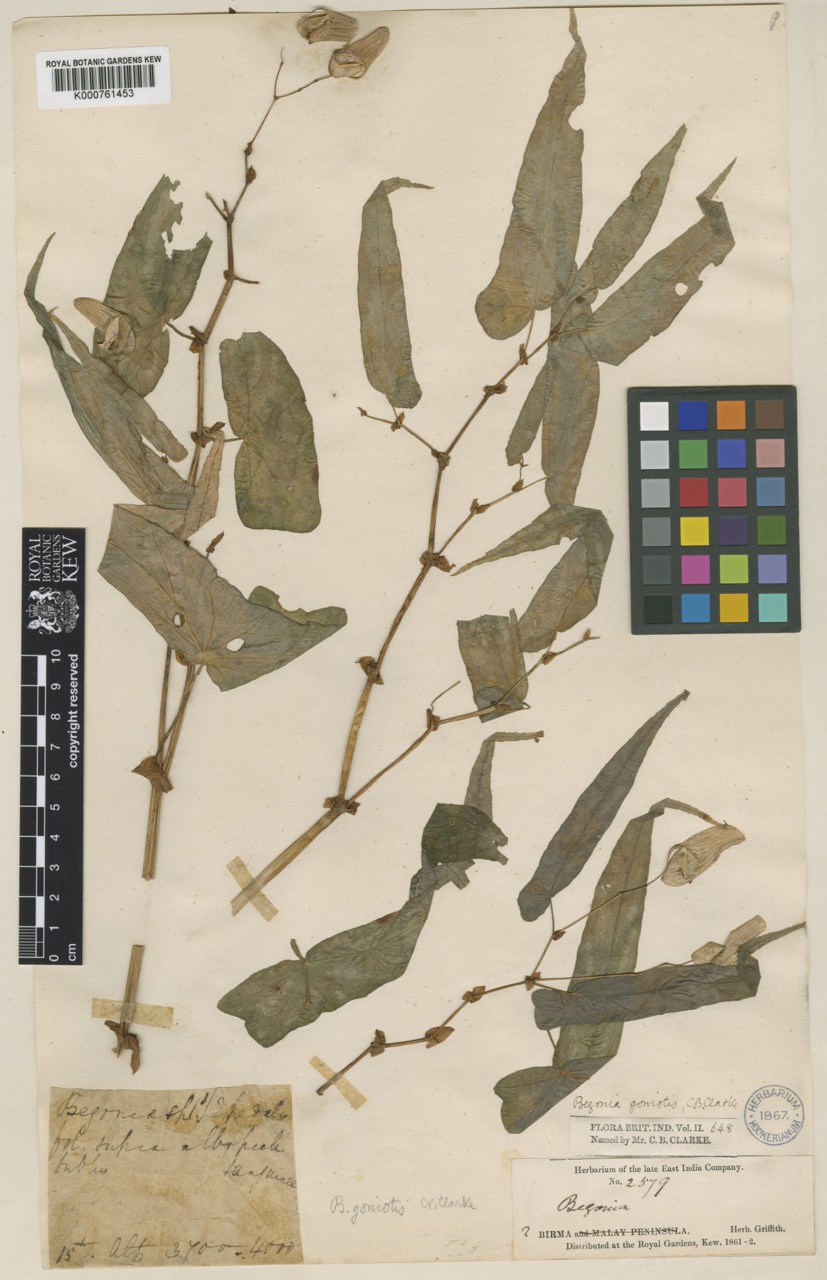 B. goniotis